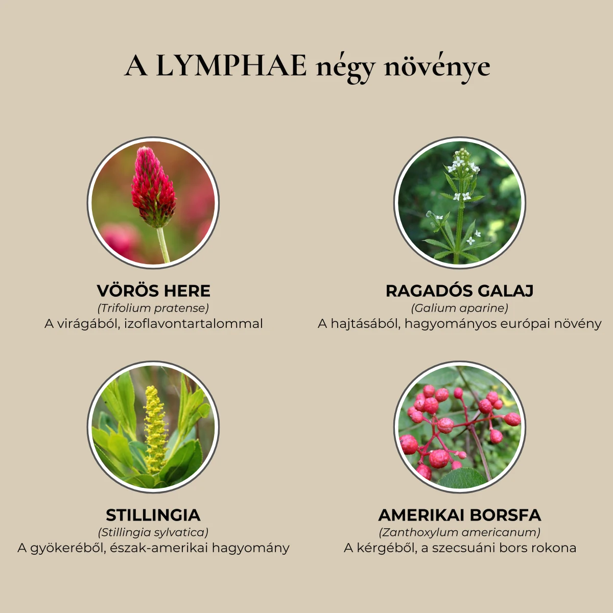 Lymphae Nyirok-Drenázs